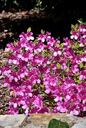 Lavender Formosa Azalea (Rhododendron indicum 'Formosa Lavender') at A Very Successful Garden Center