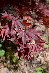 Red Baron Japanese Maple (Acer palmatum 'Red Baron') at A Very Successful Garden Center