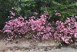 Sweetheart Supreme Azalea (Rhododendron 'Sweetheart Supreme') at Stonegate Gardens