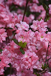 Sweetheart Supreme Azalea (Rhododendron 'Sweetheart Supreme') at A Very Successful Garden Center
