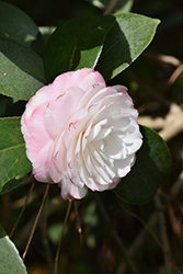 Grace Albritton Camellia (Camellia japonica 'Grace Albritton') at Stonegate Gardens