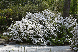 Delaware Valley White Azalea (Rhododendron 'Delaware Valley White') at A Very Successful Garden Center