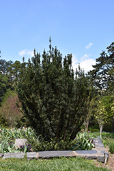 Upright Japanese Plum Yew (Cephalotaxus harringtonia 'Fastigiata') at A Very Successful Garden Center