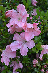 Wachet Azalea (Rhododendron 'Wachet') at A Very Successful Garden Center