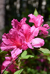Pride Of Mobile Azalea (Rhododendron 'Pride of Mobile') at A Very Successful Garden Center