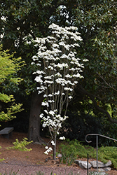 Dixie Colonnade Flowering Dogwood (Cornus florida 'Dixie Colonnade') at Stonegate Gardens