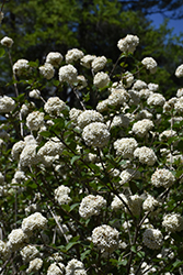 Fragrant Viburnum (Viburnum x carlcephalum) at Lakeshore Garden Centres