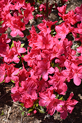 Sunglow Azalea (Rhododendron 'Sunglow') at A Very Successful Garden Center