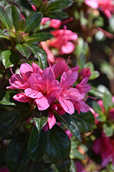 Encore Autumn Cheer Azalea (Rhododendron 'Conlef') at A Very Successful Garden Center