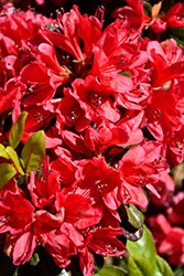 Wolfpack Red Azalea (Rhododendron 'Wolfpack Red') at A Very Successful Garden Center
