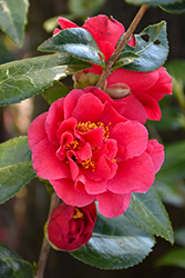 Turandot Camellia (Camellia japonica 'Turandot') at A Very Successful Garden Center
