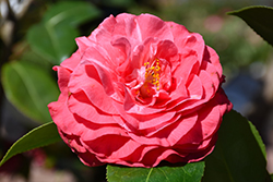 In The Pink Camellia (Camellia japonica 'In The Pink') at A Very Successful Garden Center