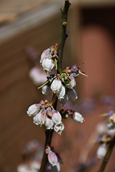 Woodard Rabbiteye Blueberry (Vaccinium ashei 'Woodard') at A Very Successful Garden Center