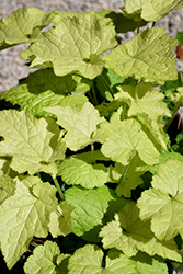 Cool Gold Piggyback Plant (Tolmiea menziesii 'Cool Gold') at A Very Successful Garden Center