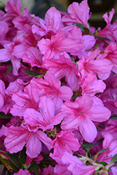 Southern Charm Azalea (Rhododendron 'Southern Charm') at A Very Successful Garden Center