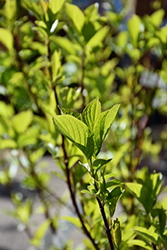 Bailey Red-Twig Dogwood (Cornus baileyi) at The Mustard Seed