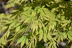 Omure Yama Japanese Maple (Acer palmatum 'Omure Yama') at Stonegate Gardens