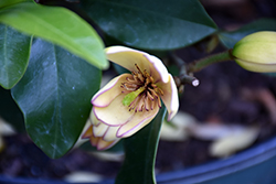 Banana Shrub (Magnolia figo) at A Very Successful Garden Center