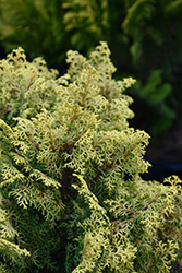 Spirited Hinoki Falsecypress (Chamaecyparis obtusa 'Spirited') at A Very Successful Garden Center