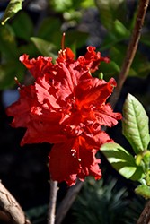 Red Sunset Azalea (Rhododendron 'Red Sunset') at Lakeshore Garden Centres