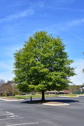 Willow Oak (Quercus phellos) at Lakeshore Garden Centres