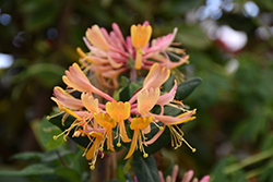 Goldflame Honeysuckle (Lonicera x heckrottii) at A Very Successful Garden Center