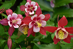Origami Red and White Columbine (Aquilegia 'Origami Red and White') at Lakeshore Garden Centres
