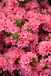 Coral Bells Azalea (Rhododendron 'Coral Bells') at A Very Successful Garden Center