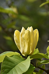 Yellow Bird Magnolia (Magnolia 'Yellow Bird') at Lakeshore Garden Centres