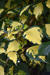 Gold Heart Ivy (Hedera helix 'Gold Heart') at A Very Successful Garden Center