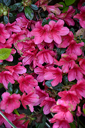 Encore Autumn Ruby Azalea (Rhododendron 'Conler') at A Very Successful Garden Center