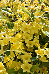 Carolina Yellow Jessamine (Gelsemium sempervirens) at A Very Successful Garden Center