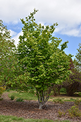 Select Parrotia (Parrotia persica 'Select') at Stonegate Gardens