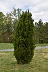 Spartan Juniper (Juniperus chinensis 'Spartan') at Green Thumb Garden Centre