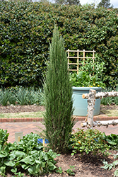Blue Arrow Juniper (Juniperus scopulorum 'Blue Arrow') at A Very Successful Garden Center