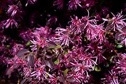 Razzleberri Fringeflower (Loropetalum chinense 'Razzleberri') at A Very Successful Garden Center