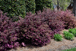 Purple Diamond Fringeflower (Loropetalum chinense 'Shang-hi') at A Very Successful Garden Center