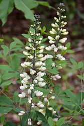White False Indigo (Baptisia alba) at A Very Successful Garden Center