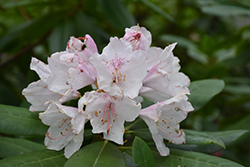 Southgate Grace Rhododendron (Rhododendron 'Elizabeth Ard') at Lakeshore Garden Centres
