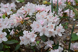 Dwarf Rhododendron (Rhododendron keiskei) at A Very Successful Garden Center