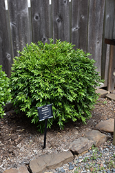 Harland Boxwood (Buxus harlandii) at A Very Successful Garden Center