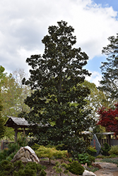 Hasse Magnolia (Magnolia grandiflora 'Hasse') at A Very Successful Garden Center