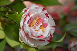 Elizabeth Arden Camellia (Camellia japonica 'Elizabeth Arden') at Stonegate Gardens