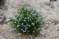 Narrowleaf Blue-Eyed Grass (Sisyrinchium angustifolium) at Stonegate Gardens