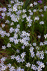Narrowleaf Blue-Eyed Grass (Sisyrinchium angustifolium) at Stonegate Gardens