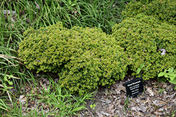 Kingsville Dwarf Boxwood (Buxus microphylla 'Kingsville Dwarf') at A Very Successful Garden Center