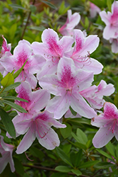 George Lindley Taber Azalea (Rhododendron 'George Lindley Taber') at A Very Successful Garden Center