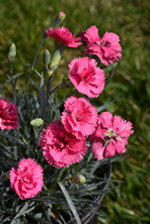 Scent First Eternity Pinks (Dianthus 'WP05 PP22') at A Very Successful Garden Center