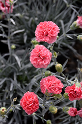Scent First Pink Fizz Pinks (Dianthus 'Xavia') at Stonegate Gardens