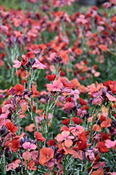 Winter Rouge Wallflower (Erysimum 'ER 08 10-01') at A Very Successful Garden Center
